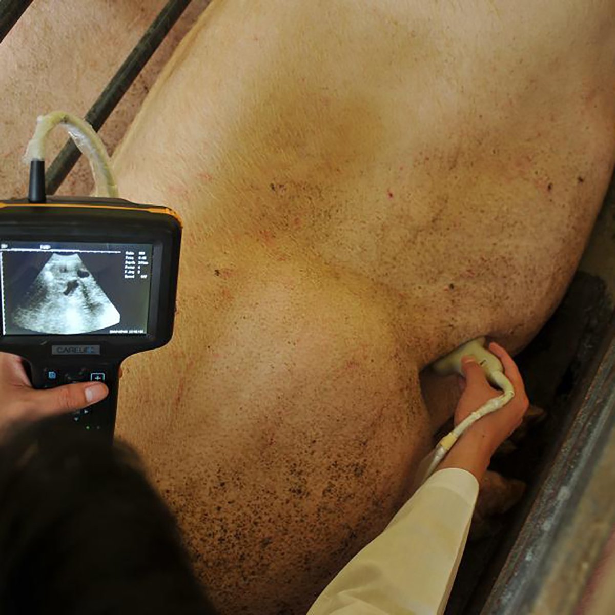 Portable Veterinary Ultrasound Scanner Machine Waterproof MDLVU31